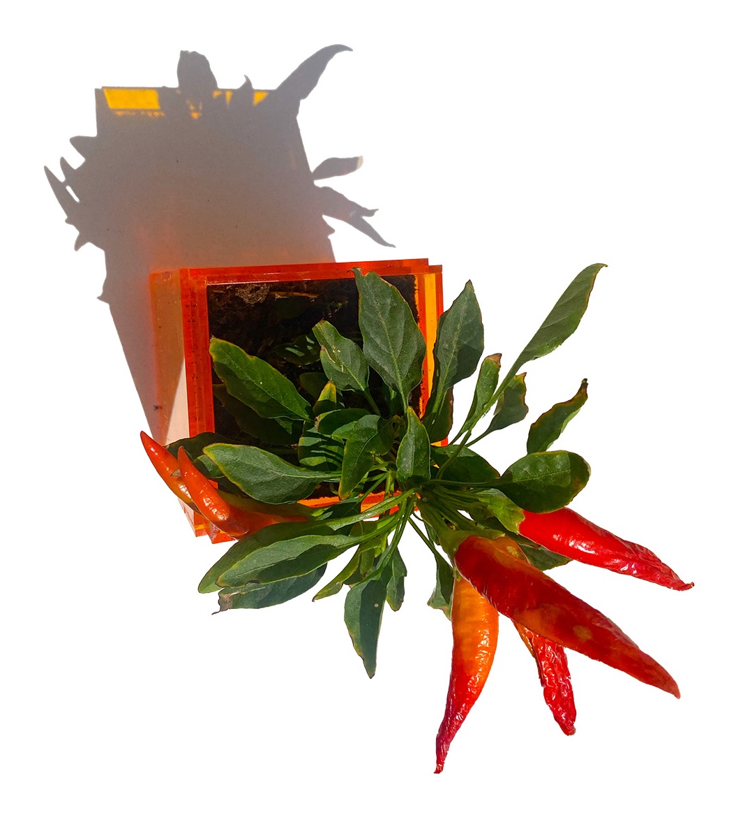 The packaging as a planter